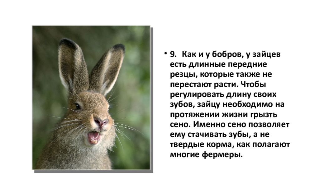 У какого животного всю жизнь растут зубы. Заяц. Факты о зайцах. Интересные факты о зайчиках. Сообщение о зайце.