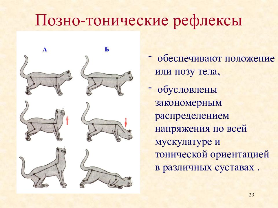 Какие примеры рефлексов животных и человека следует. Классификация познотонических рефлексов. Тонические выпрямительные рефлексы. Шейные познотонические рефлексы. Лабиринтный тонический рефлекс.
