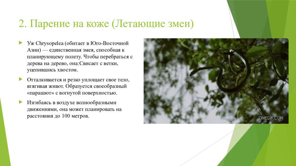 2. Парение на коже (Летающие змеи)