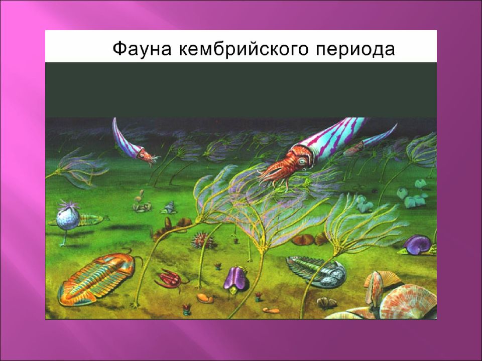 Эволюция жизни на земле. Ордовикский период карта. Как зарождалась жизнь на земле. Развитие жизни на земле фото.