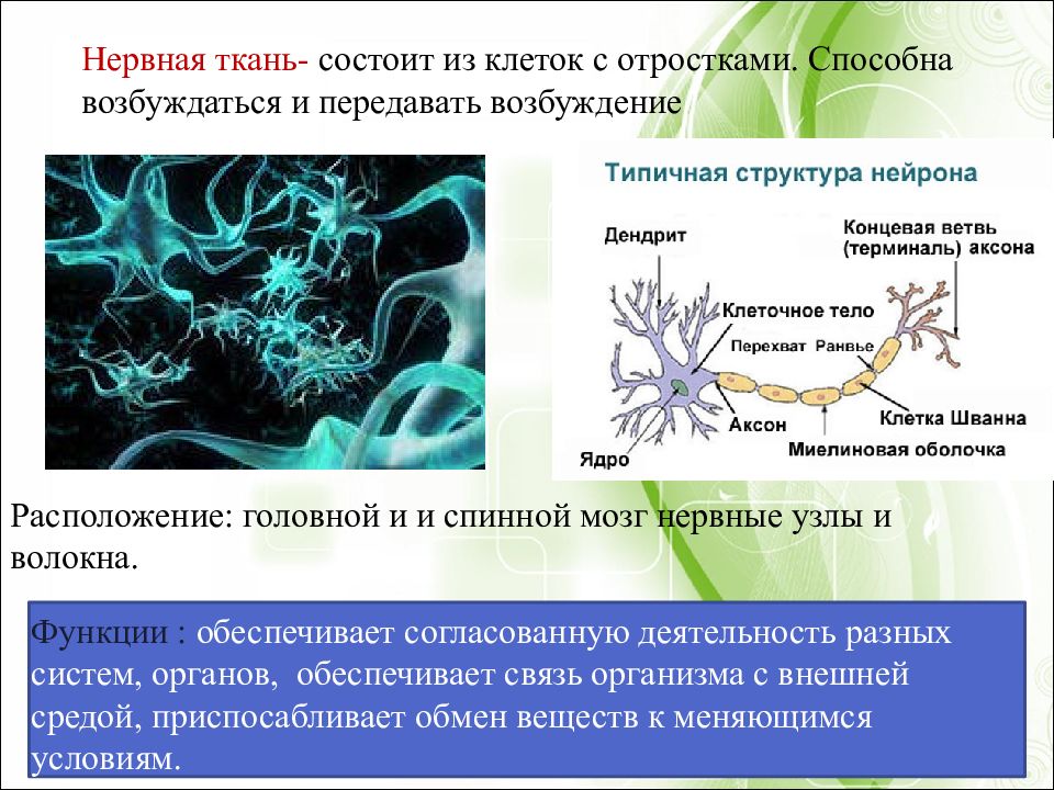 Восприятие человеком информации из внешней среды обеспечивает ткань изображенная на рисунке