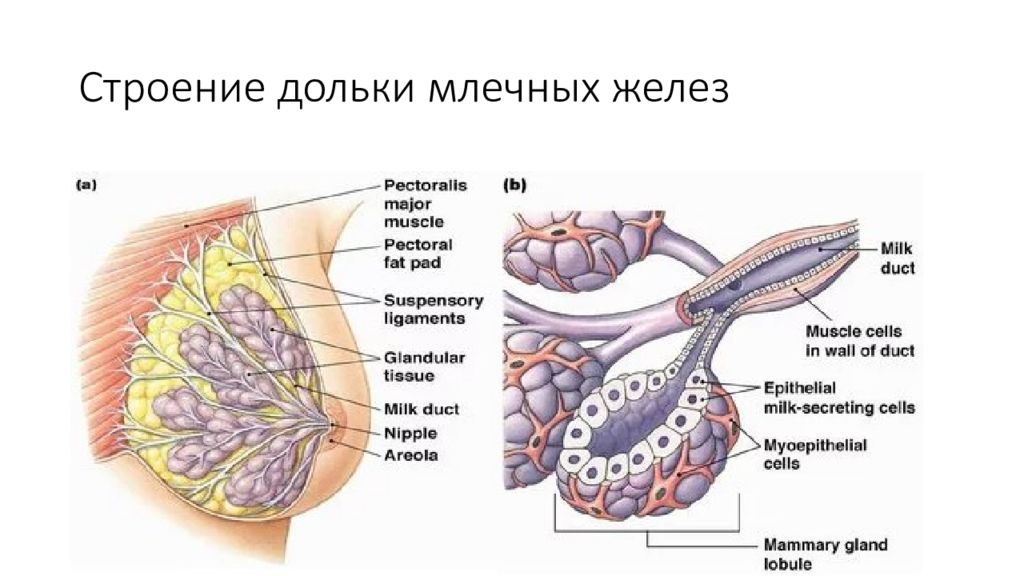 Млечные железы. Молочная железа анатомия и физиология. Строение дольки молочной железы. Анатомия и физиология женской репродуктивной системы презентация.