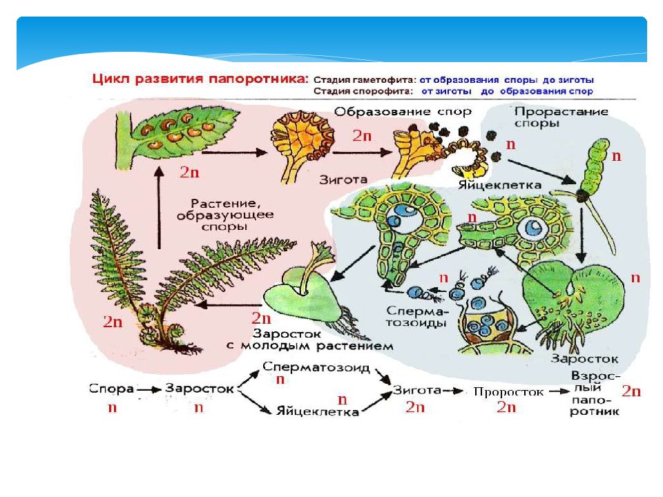 Биология 6 класс цикл развития папоротника схема
