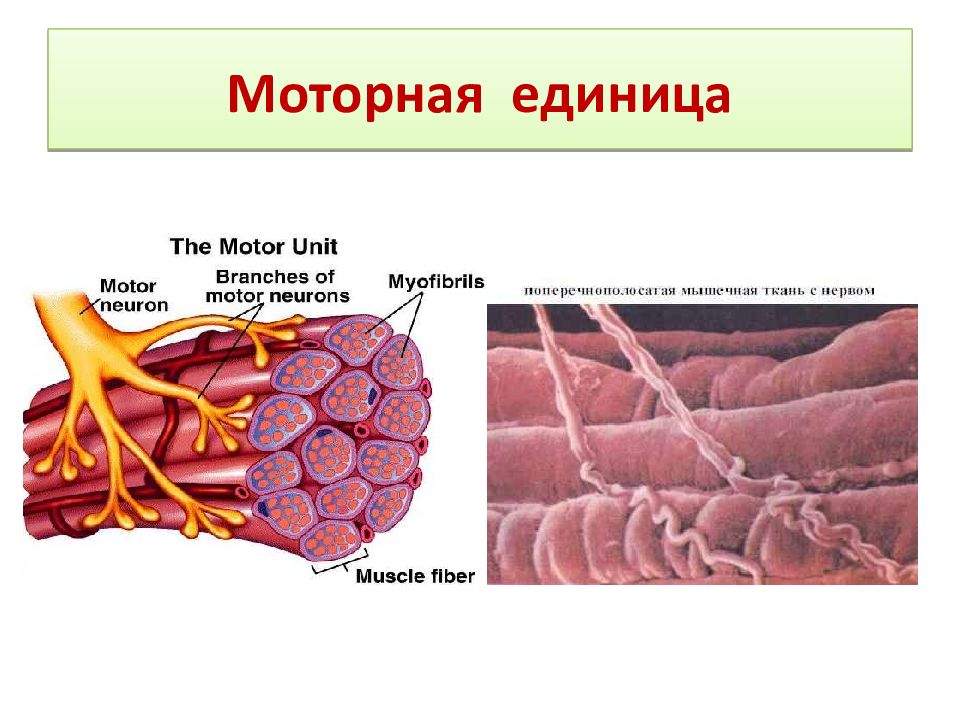 Двигательная единица. Понятие моторной единицы мышцы. Понятие моторной единицы. Классификация. Строение моторной единицы мышцы. Состав двигательной единицы мышцы.