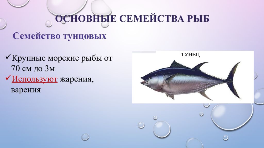 Класс рыб презентация 7 класс. Основные семейства промысловых рыб. Классификация рыбы по семействам. Семейства промысловых рыб таблица. Семейства рыб и их представители таблица.