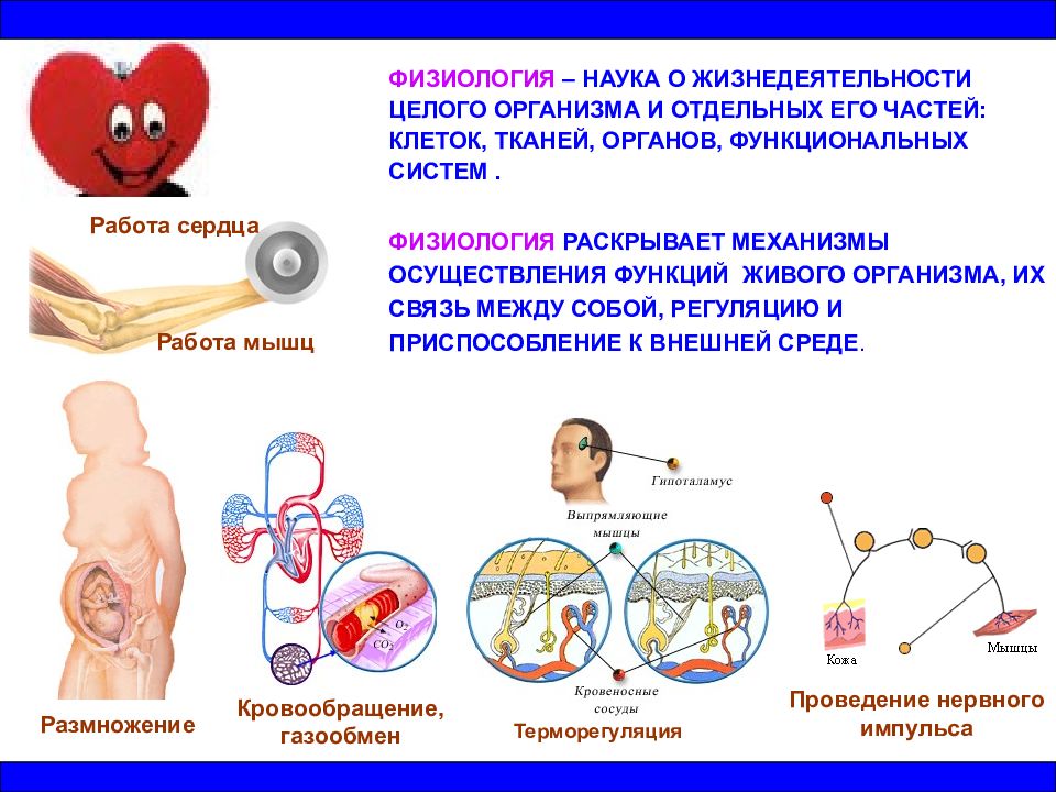 Физиологические системы организма презентация