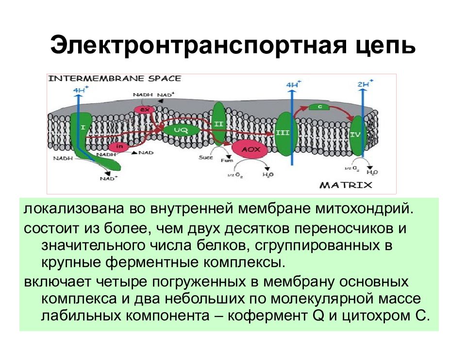 Цепи митохондрий. Электрон транспортная цепь дыхания растений. Электронно-транспортная цепь митохондрий. Электронная транспортная цепь митохондрий. Электрон-транспортная цепь митохондрий с комплексами.