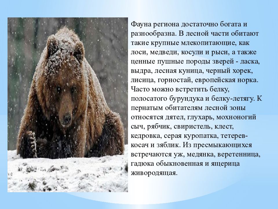 Рассказ о животных родного края окружающий. Разнообразие природы Челябинской области. Животный мир Челябинской области. Разнообразие природы родного края Челябинская область. Презентация на тему природа Челябинской области.