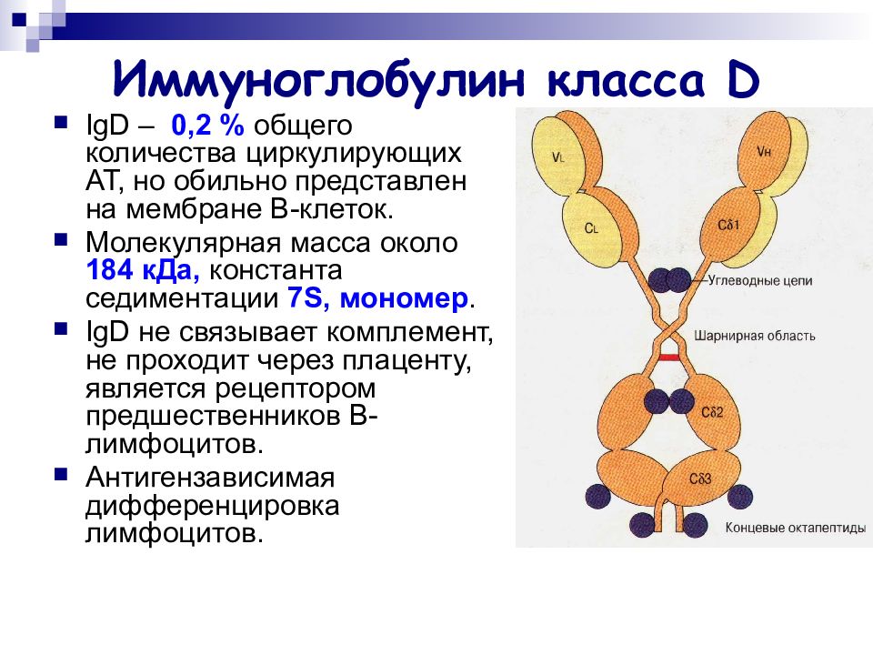 Презентация иммуноглобулины микробиология