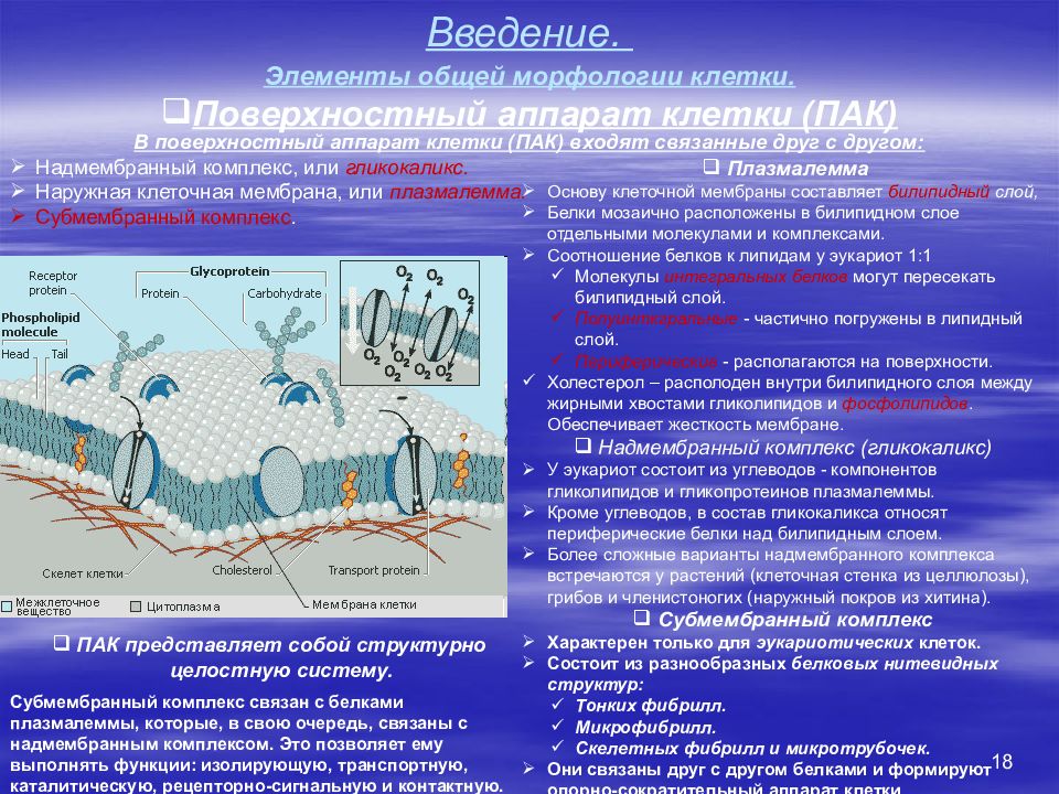 Поверхностный комплекс. Поверхностный аппарат клетки. Поверхность аппарат клетки. Поверхностный аппарат клетки образован. Функции поверхностного аппарата клетки.