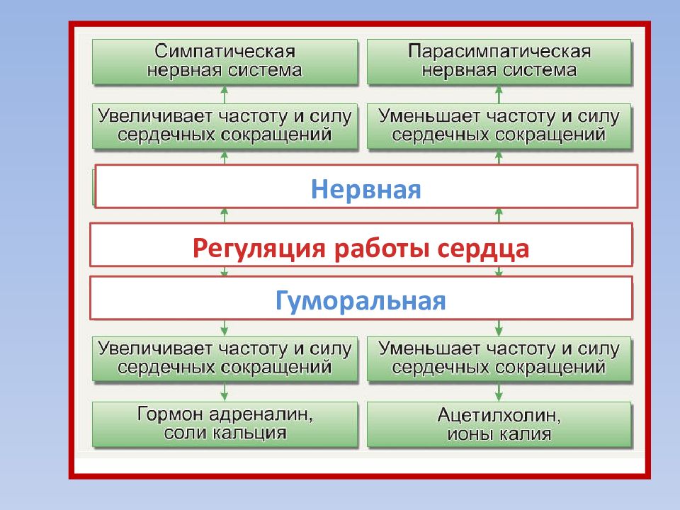 Регуляция работы сердца и кровеносных сосудов 8 класс презентация