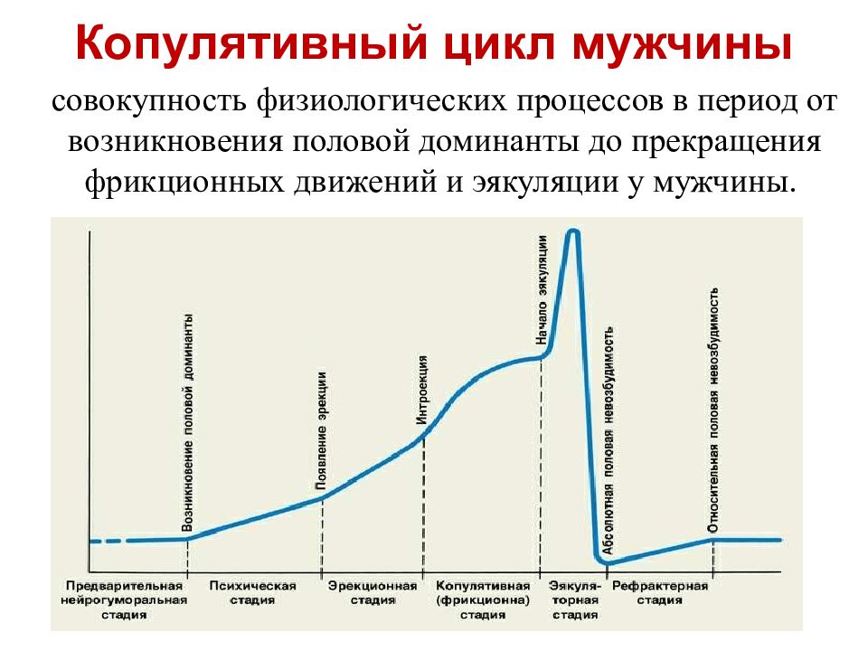 Презентация на тему половой член