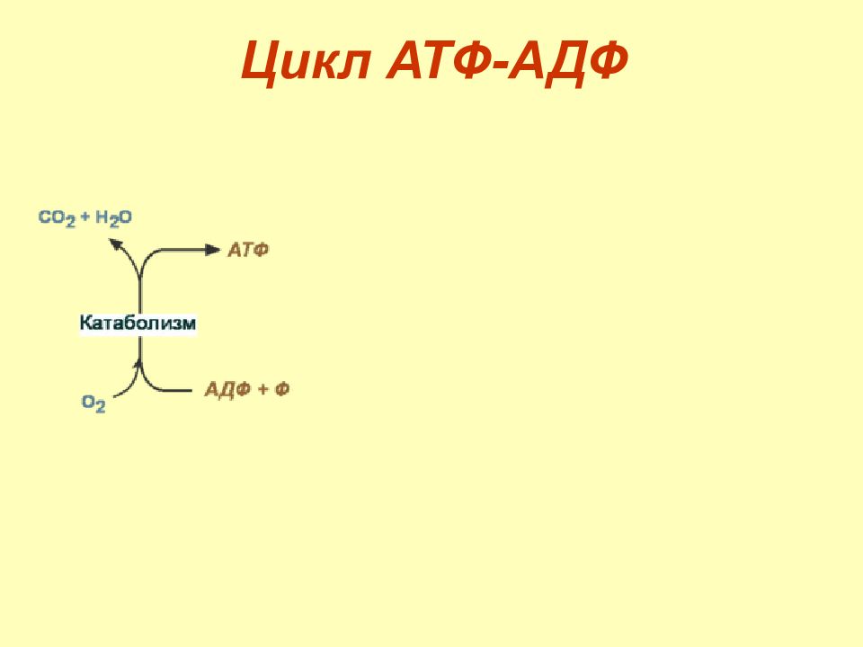 Цикл атф адф. Цикл АТФ-АДФ биохимия. Образование АТФ из АДФ. Способы фосфорилирования АДФ.