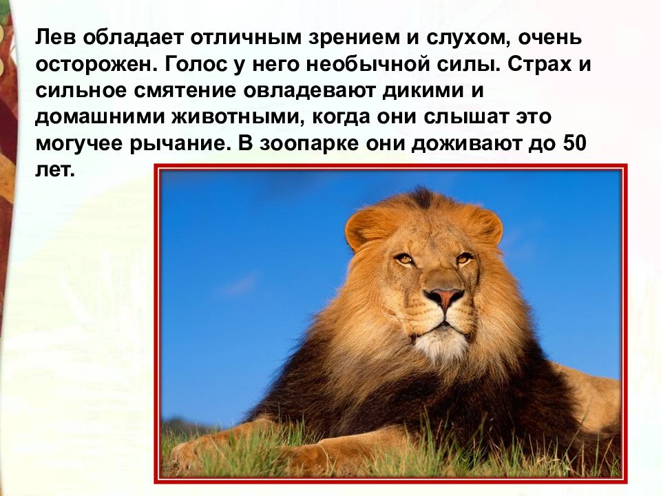 Лев и собачка толстой презентация 3 класс. Лев и собачка толстой презентация 3 класс школа России. Лев и собачка толстой вопросы по характеру. Чем обладают львы. Какой силой обладает Лев.