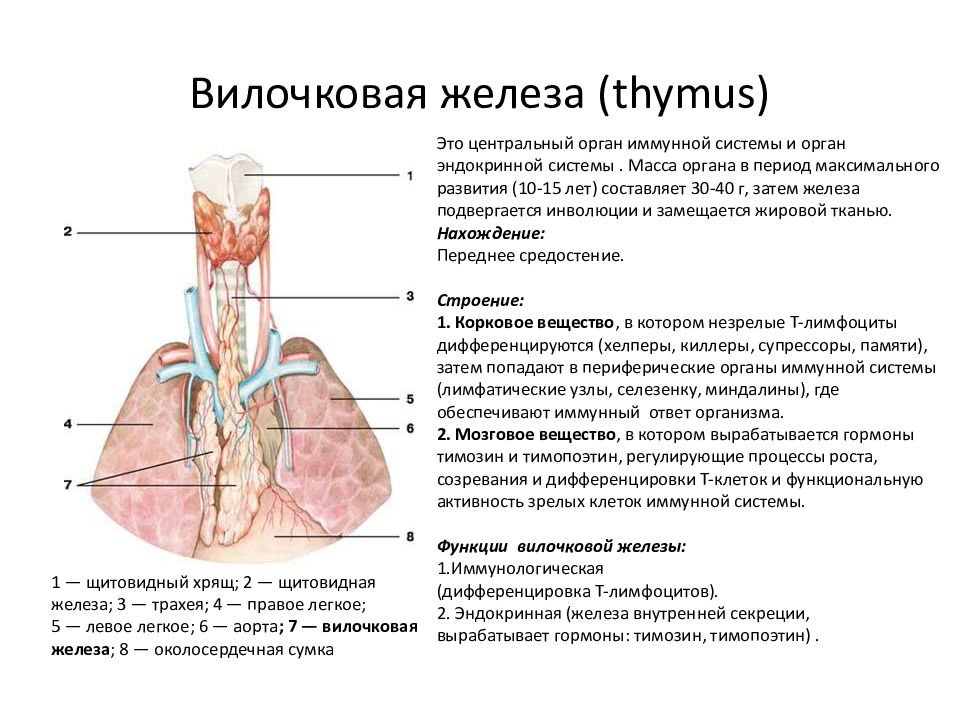 Иммунный орган тимус. Анатомическое строение вилочковой железы. Вилочковая железа топография строение функции. Гормоны вилочковой железы функции анатомия. Внутреннее строение вилочковой железы.