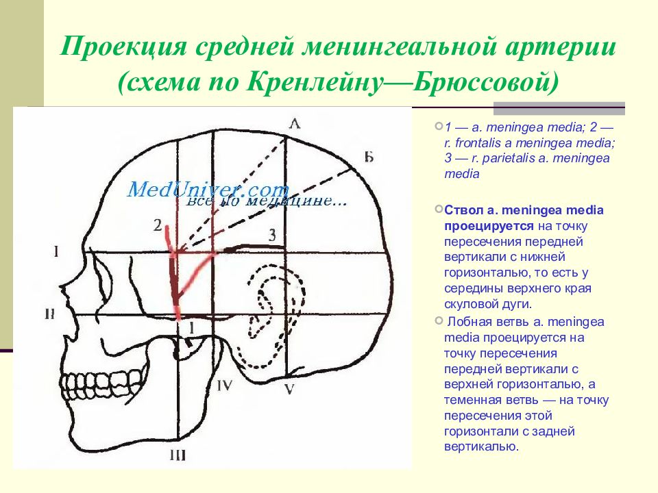 Презентация топографическая анатомия мозгового отдела головы