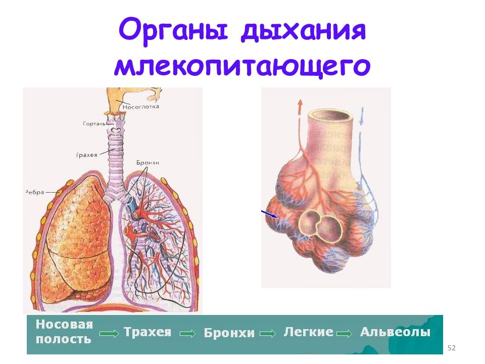 Дыхательная система млекопитающих презентация