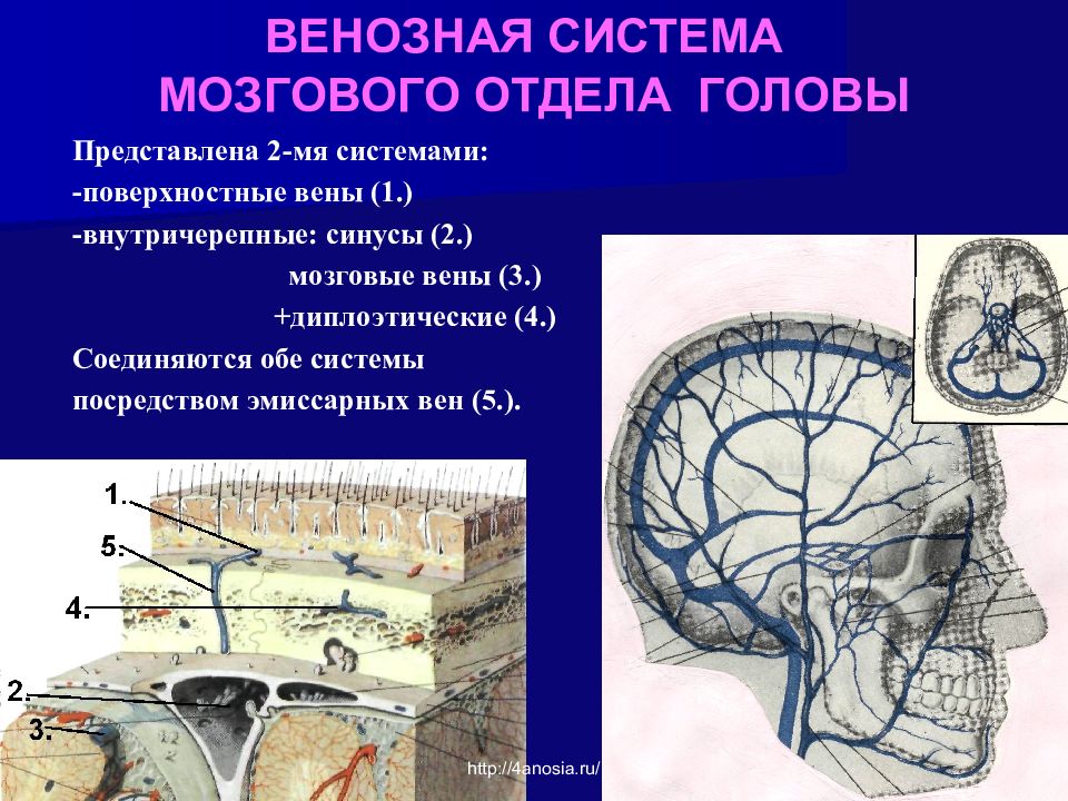 Граница мозгового отдела черепа. Мозговой отдел головы деление на области топографическая анатомия. Топографическая анатомия мозгового отдела головы 1. Кровоснабжение мозгового отдела головы топографическая анатомия. Топографическая анатомия мозгового отдела головы презентация.