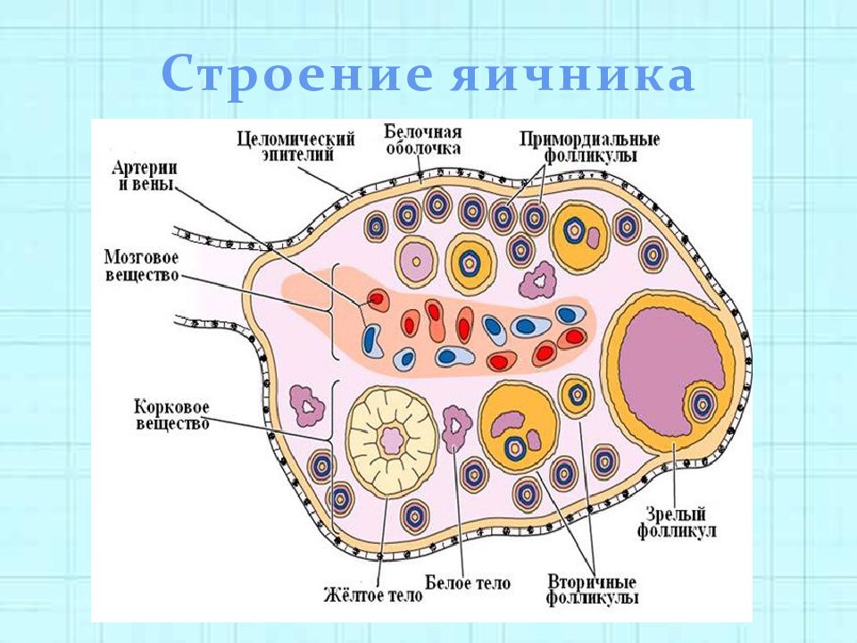 Яичник рисунок с подписями