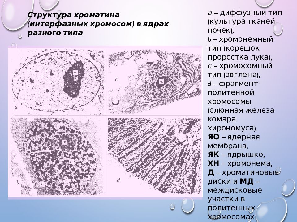 Типы клеточных ядер