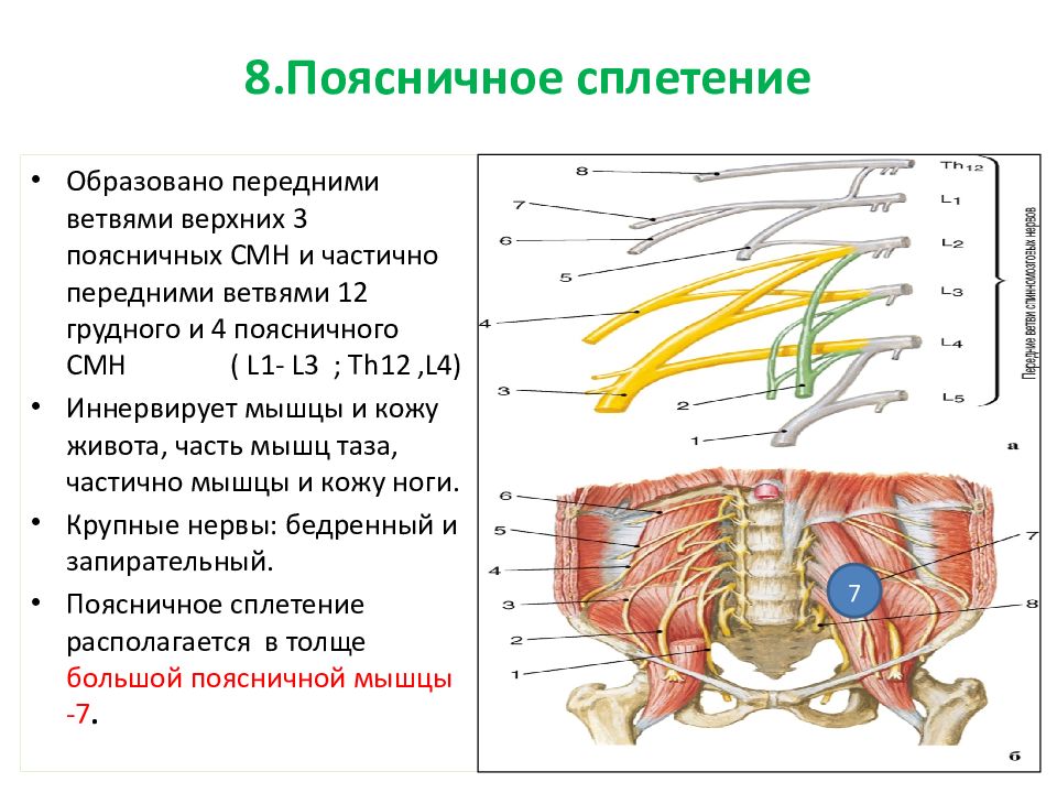 Крестцовое сплетение картинки