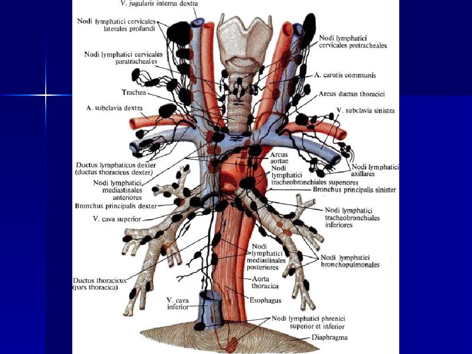 Около система. Лимфатические узлы грудной полости анатомия. Парааортальные лимфатические узлы грудной клетки. Парааортальные лимфоузлы схема. Лимфоузлы средостения анатомия.
