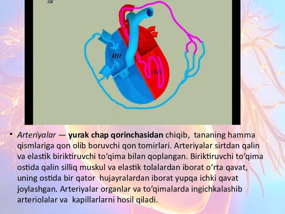 Katta va kichik qon aylanish doirasi Katta va kichik qon aylanish doirasi