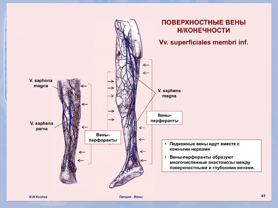 Перфорантные вены нижних конечностей это