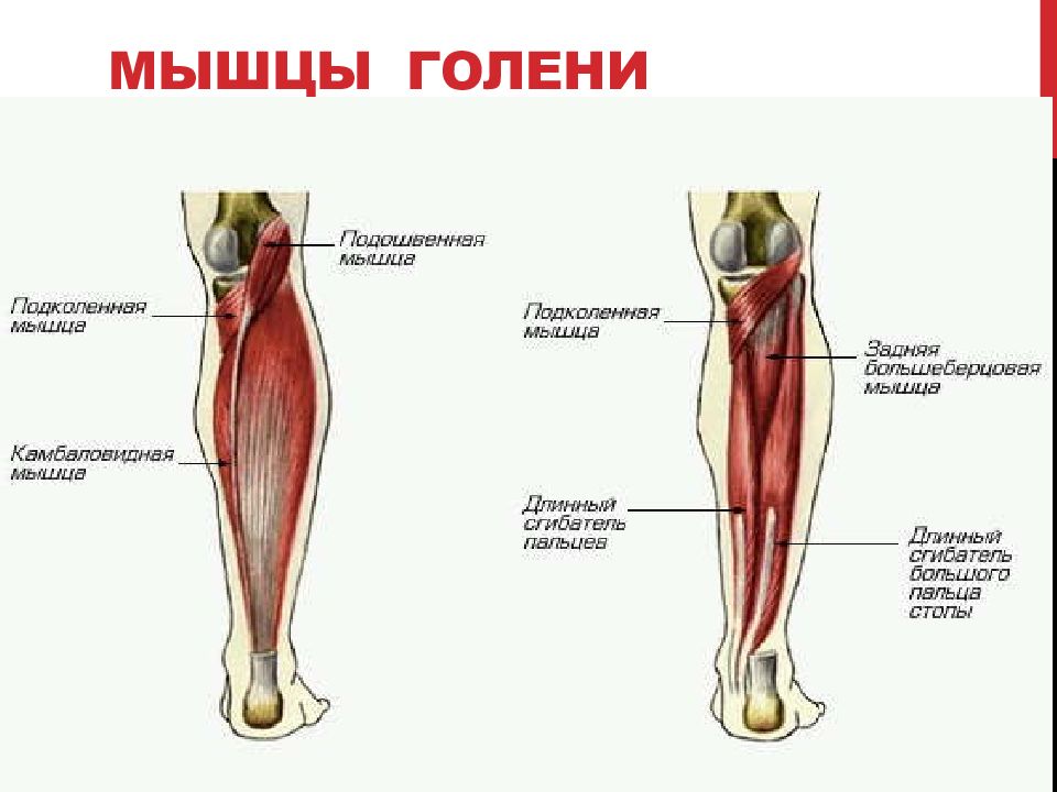 Оболочка покрывающая мышцы