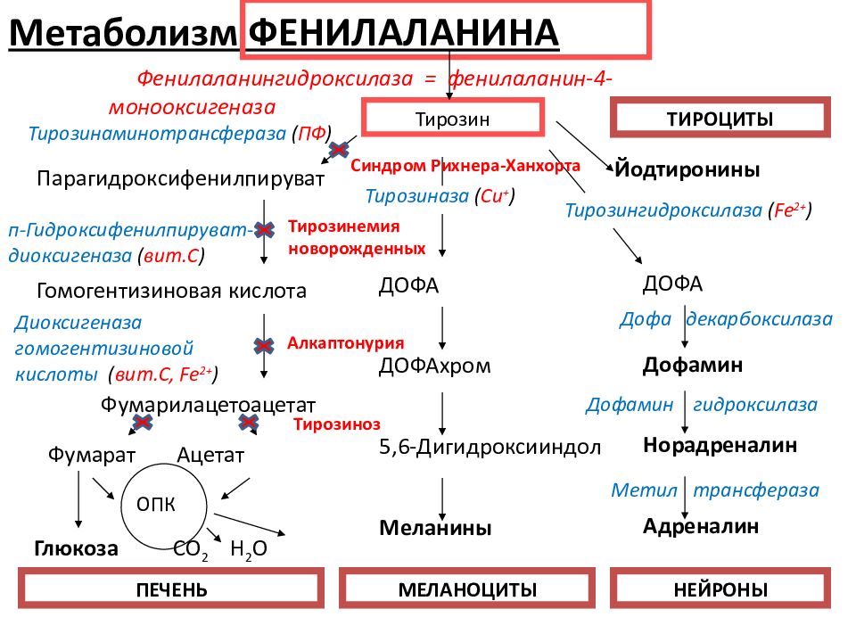 Обмен фенилаланина. Катаболизм фенилаланина и тирозина. Метаболизм фенилаланина и тирозина биохимия. Обмен фенилаланина и тирозина биохимия. Синтез тирозина из фенилаланина реакция.