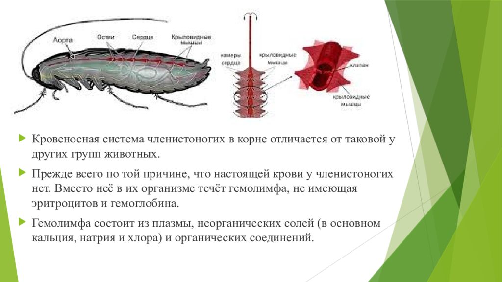 Эволюция беспозвоночных презентация