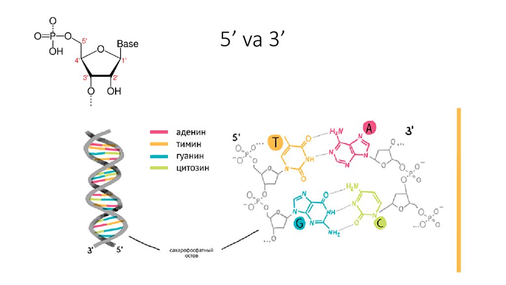 DNK ning tuzilishi va DNK replikatsiyasi DNK ning tuzilishi va DNK replikatsiyasi