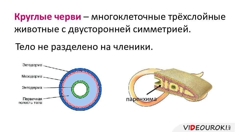 Круглые черви – многоклеточные трёхслойные животные с д вусторонней симметрией.