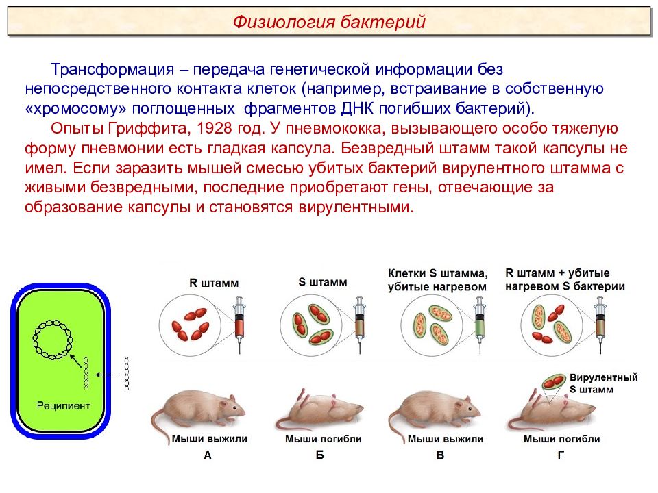 Какие особенности строения жизнедеятельности