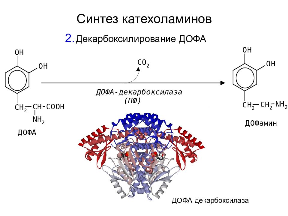 Схема синтеза катехоламинов