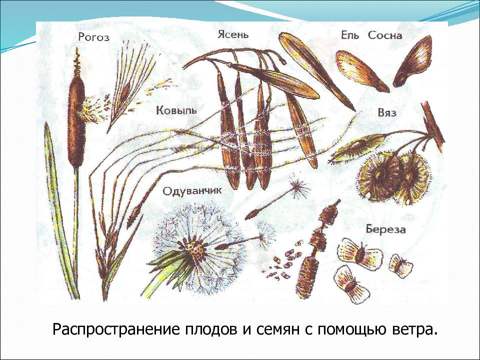 Радиационная схема разнообразных способов распространения семян у цветковых растений в природе