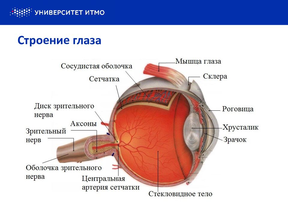 Зрительные нервы глазного яблока. Зрительный нерв анатомия оболочки офтальмология. Диск зрительного нерва сетчатки анатомия. Оболочки зрительного нерва анатомия. Строение зрительного нерва глаза офтальмология.