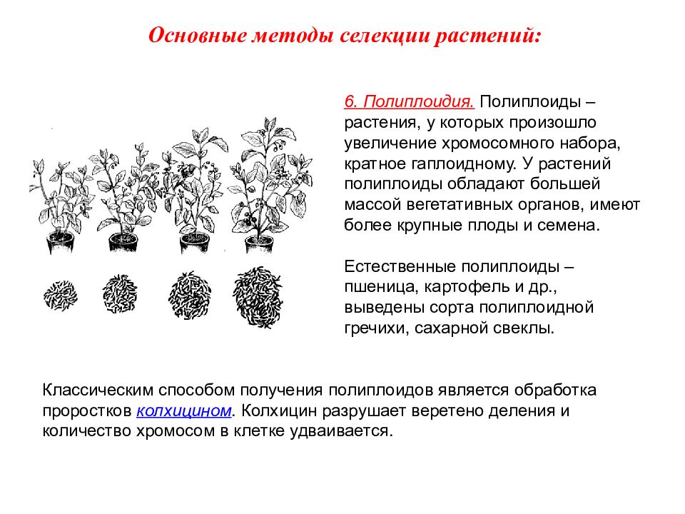 Полиплоиды. Основные селекции растений полиплоидия. Метод полиплоидии в селекции растений. Метод получения полиплоидных гибридов растений. Селекция. Полиплоидия селекции.