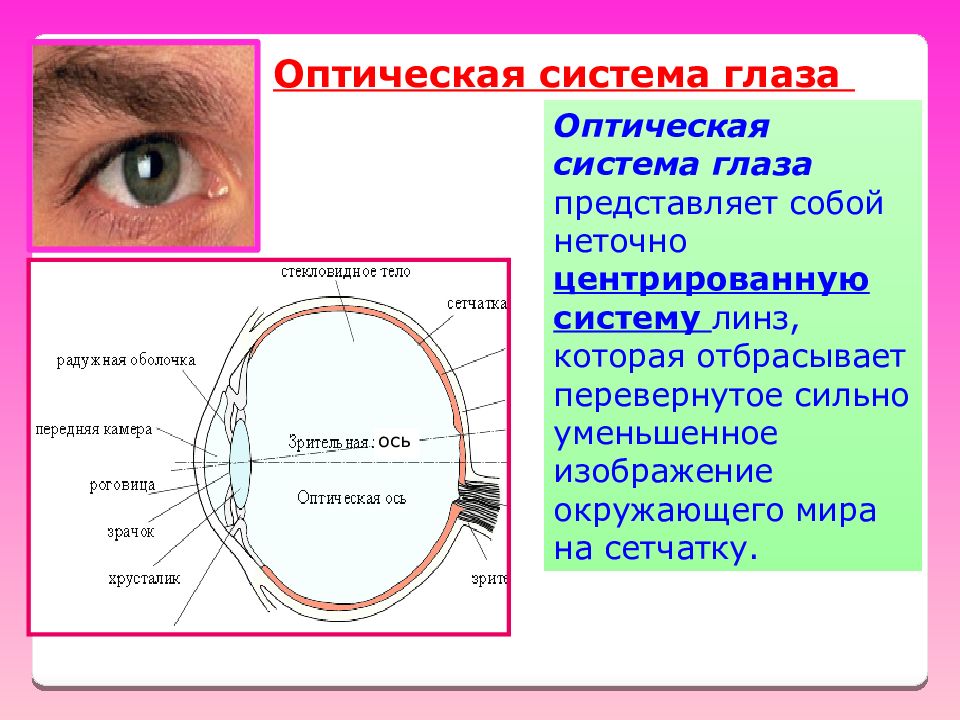 Среда глаза. Зрительная ось глаза. Зрительная и оптическая ось глаза. Оптическая система глаза. Анатомическая и оптическая ось глаза.