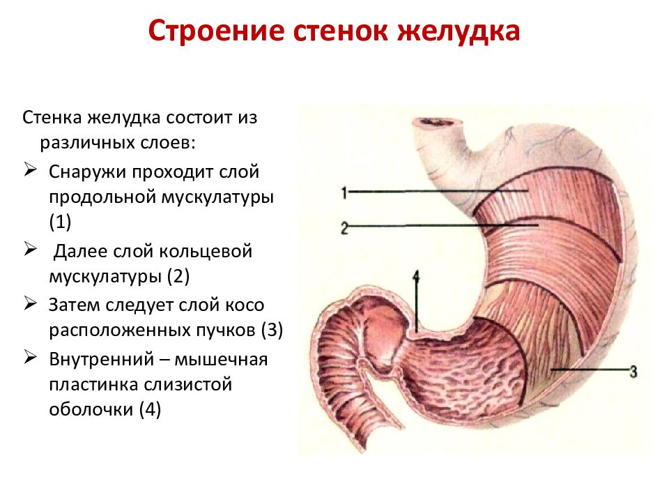 Строение оболочки желудка