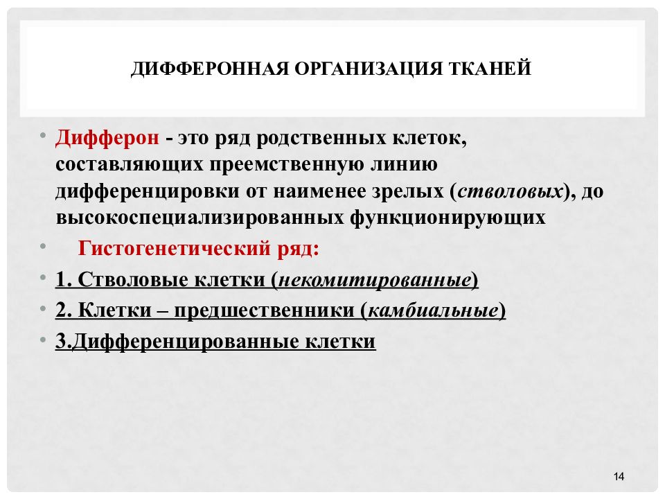 Дифферон. Дифферонная организация тканей это. Организация ткани. Дифферон соединительной ткани. Дифферон мышечной ткани.