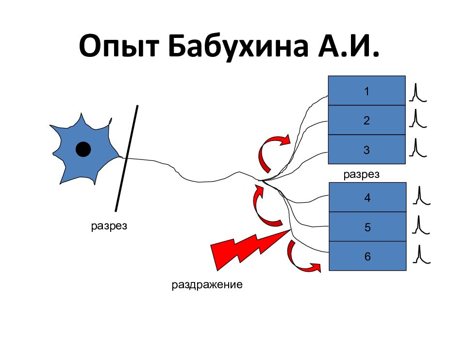 Законы возбуждения. Опыт Бабухина. Опыт Кюне. Опыт Бабухина физиология описание. Опыт Бабухина двустороннее проведение.