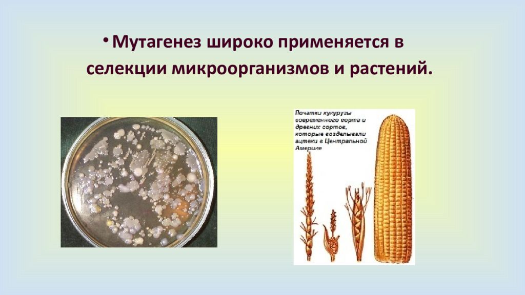 Искусственный мутагенез презентация