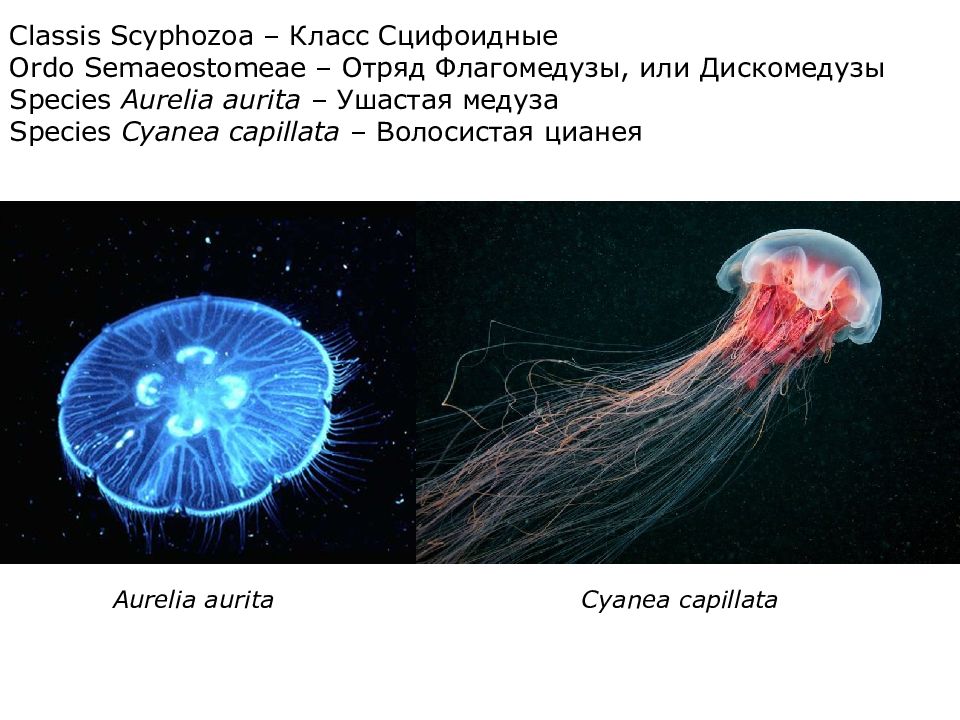 Презентация медуза 7 класс