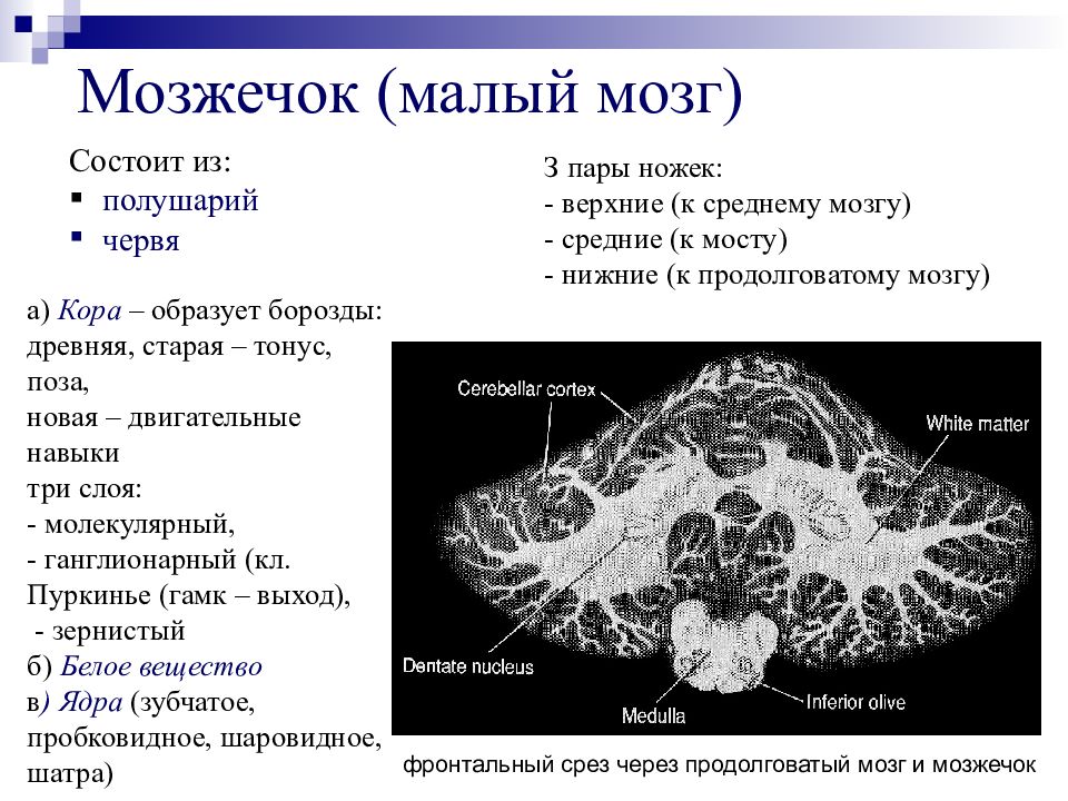 Серое вещество в мозжечке. Фронтальный срез мозжечка. Борозды мозжечка. Структуры мозжечка. Физиология мозжечка.