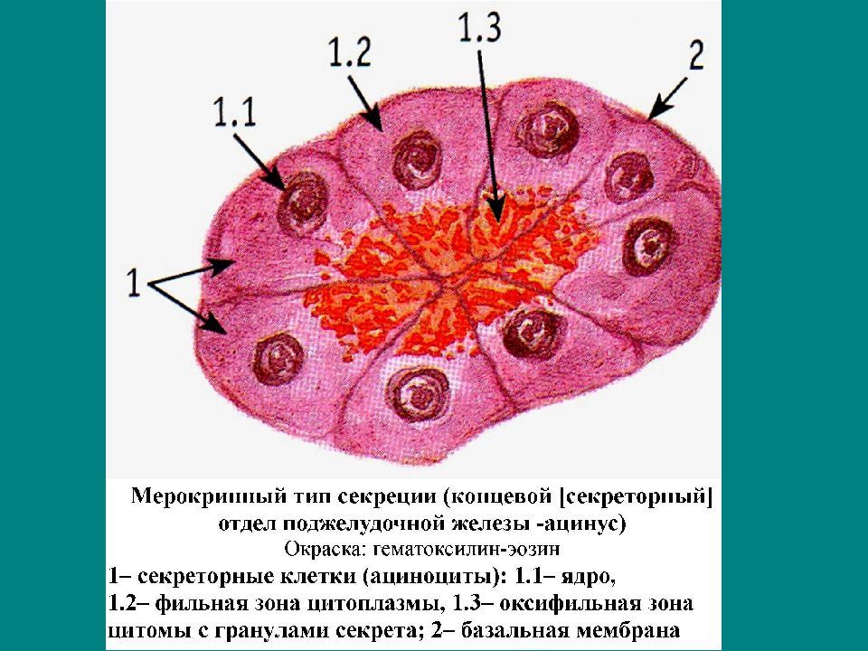 Секреторные б клетки. Секреторные клетки. Мерокринный Тип секреции. Секреторные клетки поджелудочной железы. Типы секреции гистология.