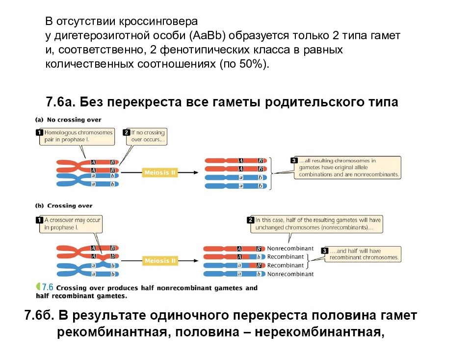 1 типы кроссинговера. Типы кроссинговера. Задачи на кроссинговер. Кроссинговер гаметы. Схема кроссинговера.