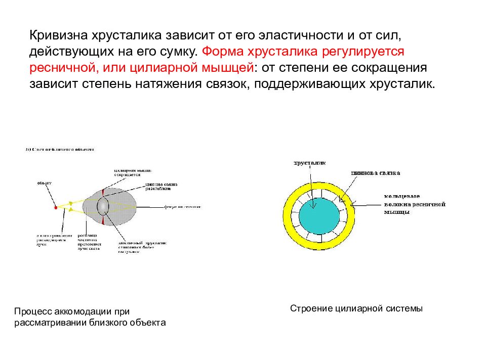 Цепочка оптических структур глаза. Кривизна хрусталика при аккомодации. Изменение кривизны хрусталика. Увеличение кривизны хрусталика. Изменение кривизны хрусталика глаза.