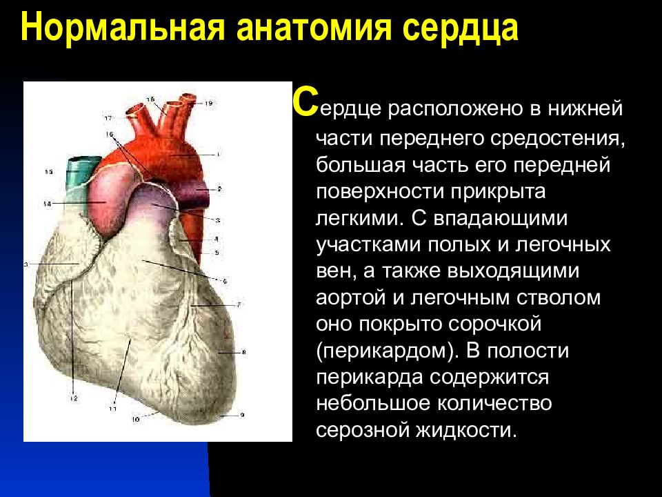 Поверхности сердца. Функции перикарда. Функции перикарда сердца. Строение перикарда сердца анатомия.