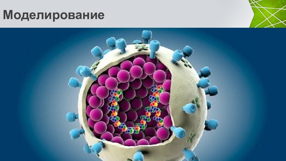 Презентация по биологии 9